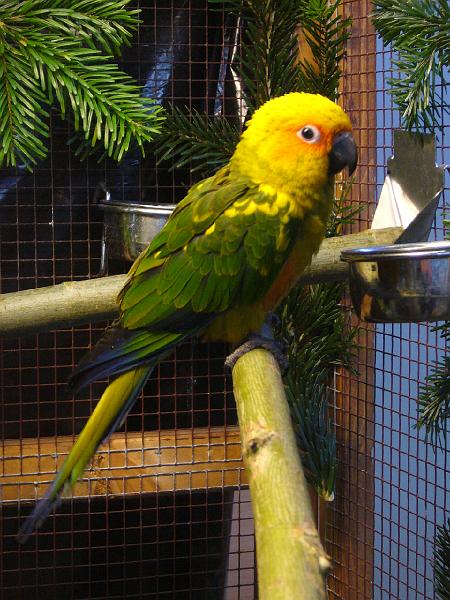 Ortsschau Langenberg 2008 120.jpg - Sonnensittich von Christian Dowiasch Preis al 96 SE